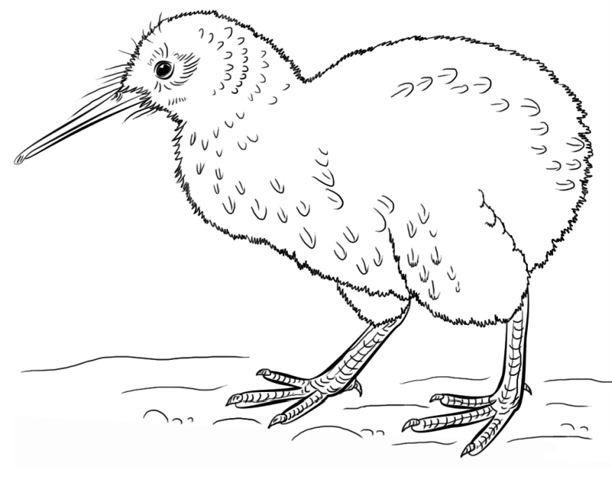 A Kiwi Bird