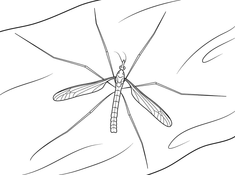 A Mosquito Coloring Page