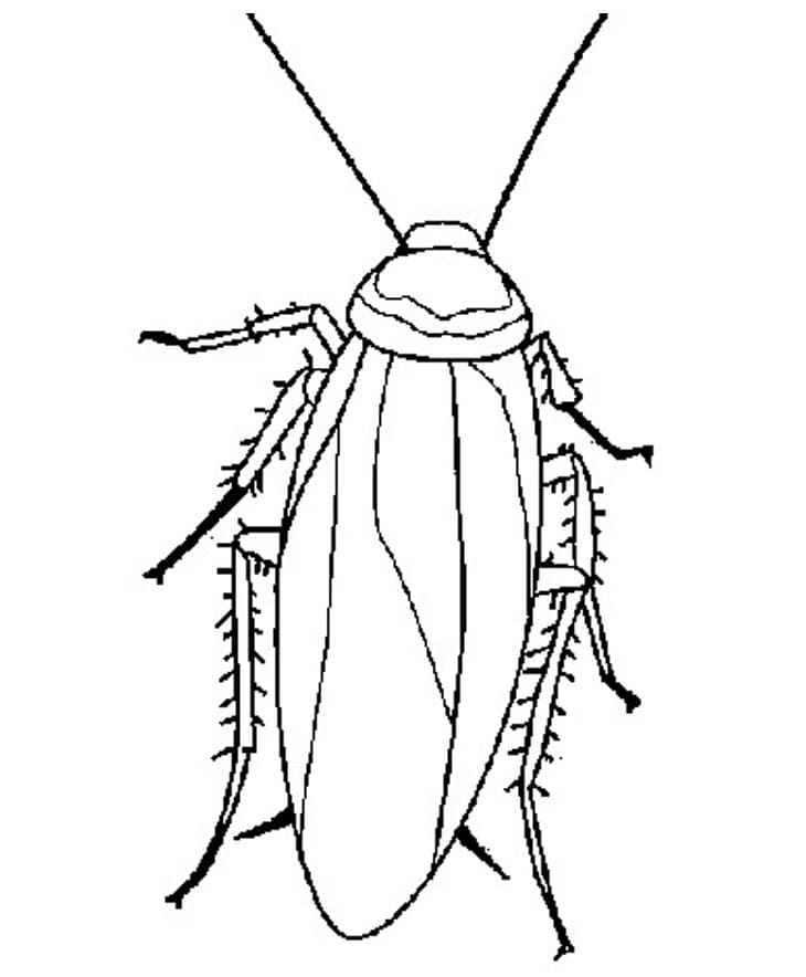A Normal Cockroach Coloring Page