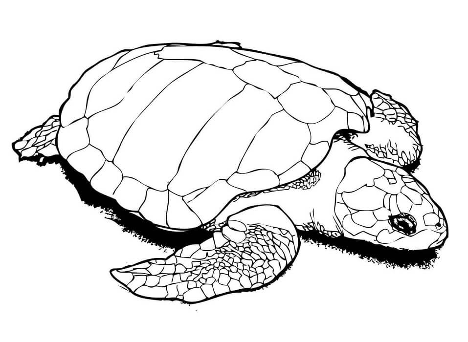 A Olive Ridley Sea Turtle