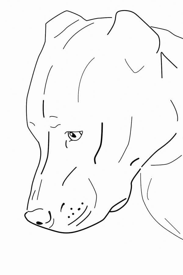 A Pitbull Dog Coloring Page