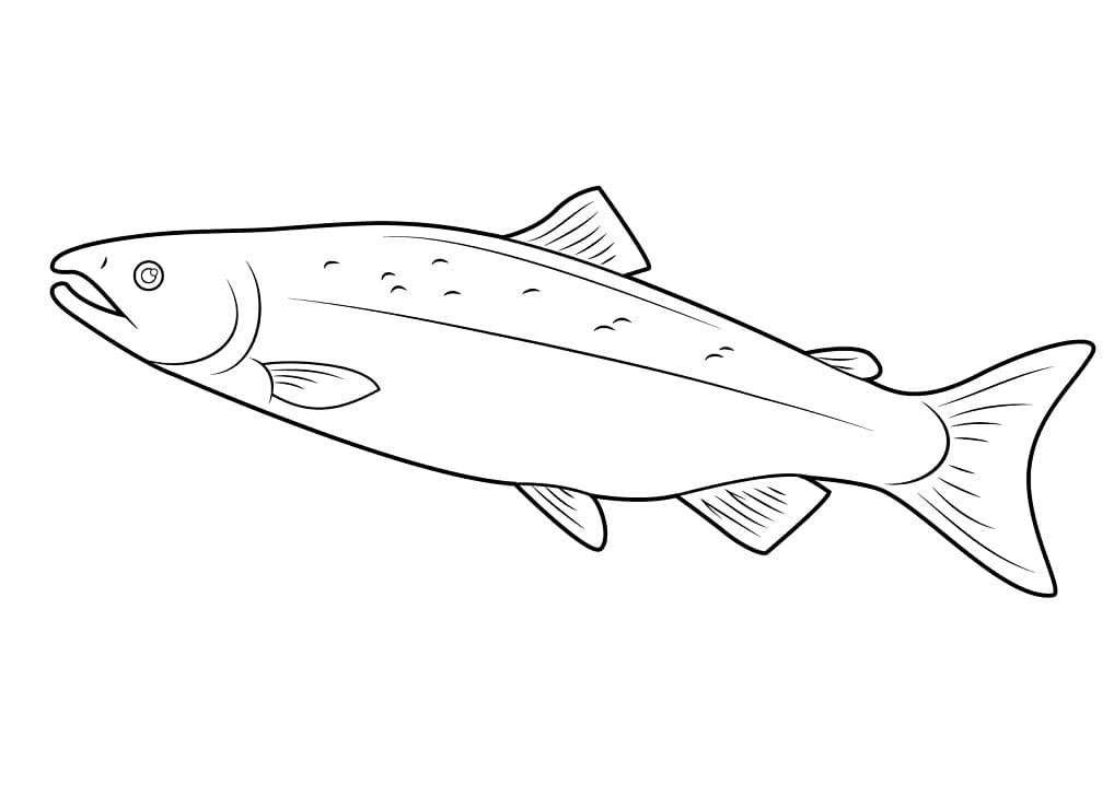A Salmon
