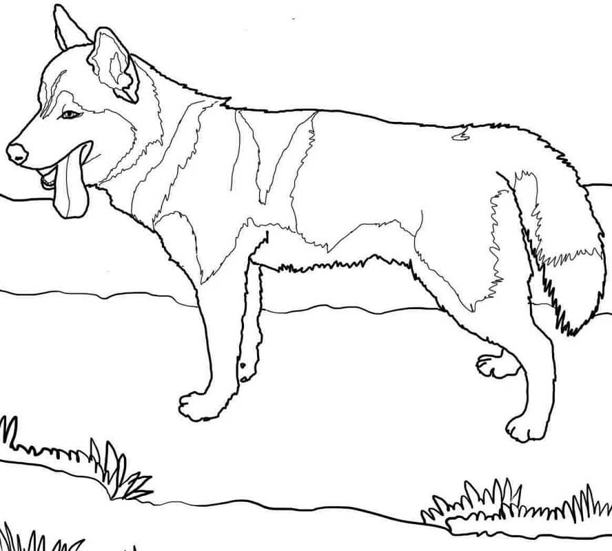 A Siberian Husky Coloring Page