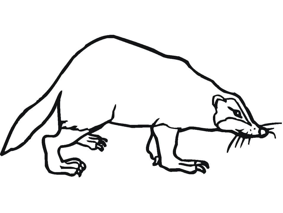 A Simple Badger Coloring Page