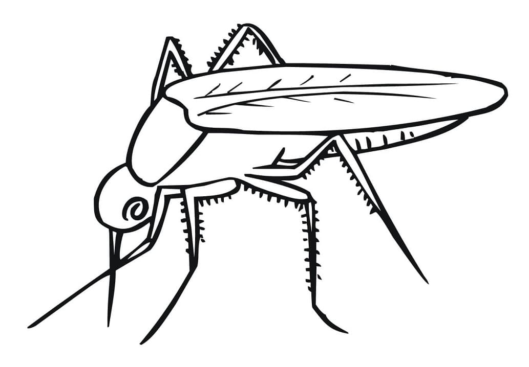 A Simple Mosquito Coloring Page