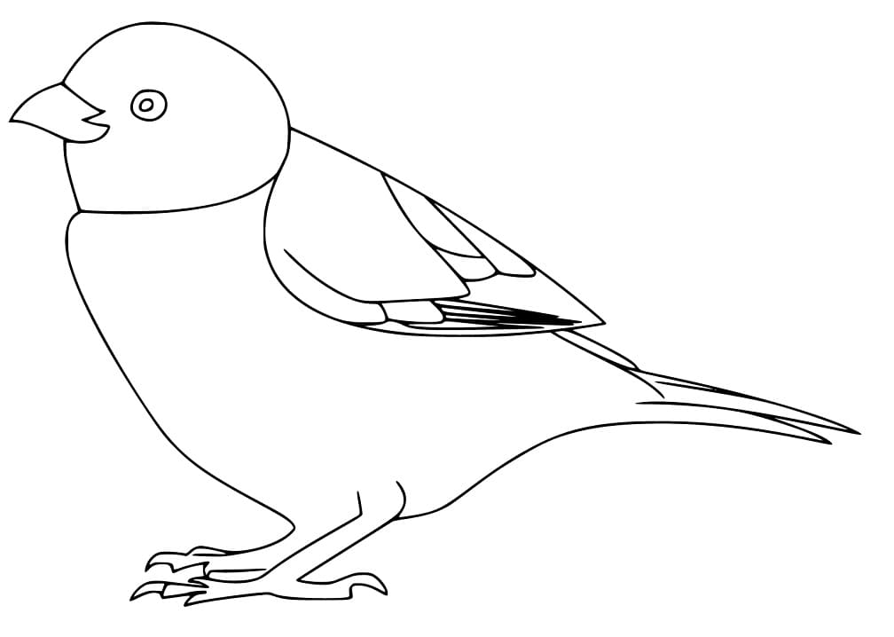 A Simple Sparrow