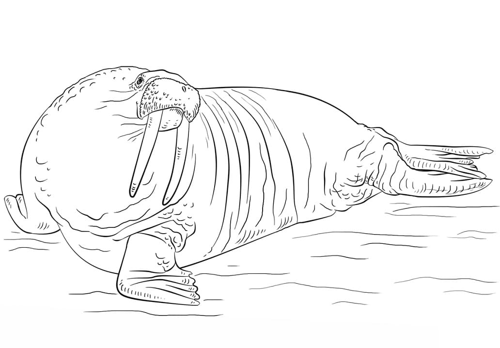 A Walrus