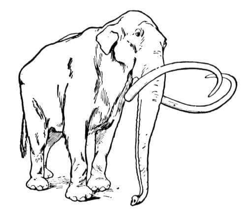 A Wooly Mammoth