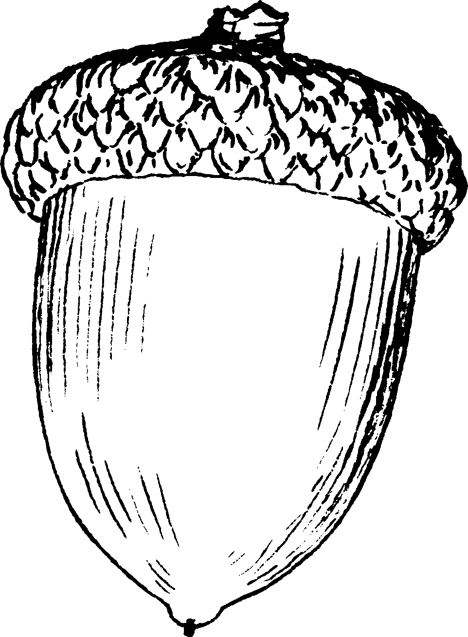 Acorn Nut Coloring Pages   Coloring Cool