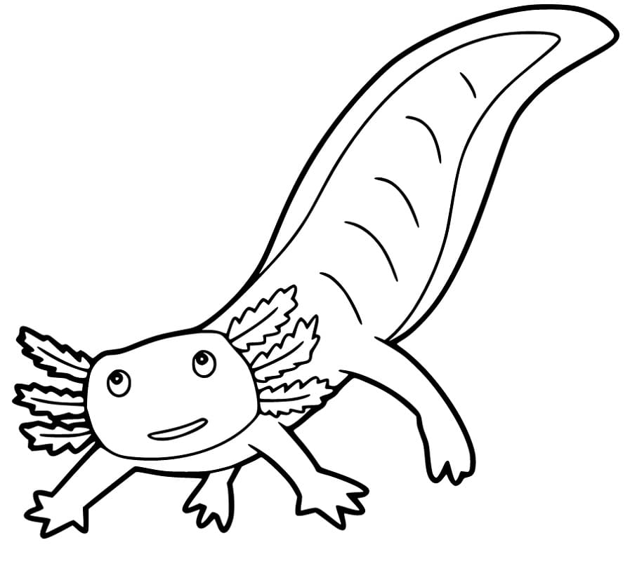 Adorable Axolotl