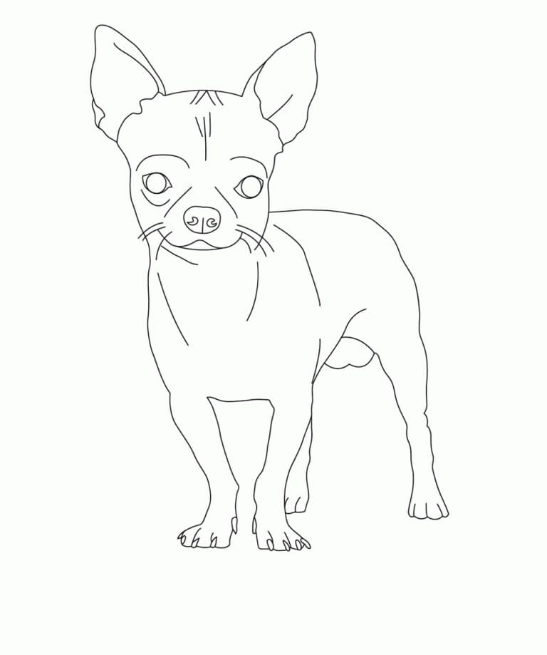 Adorable Chihuahua Coloring Page