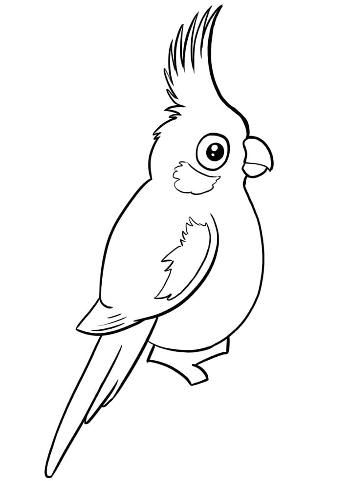Adorable Cockatiel