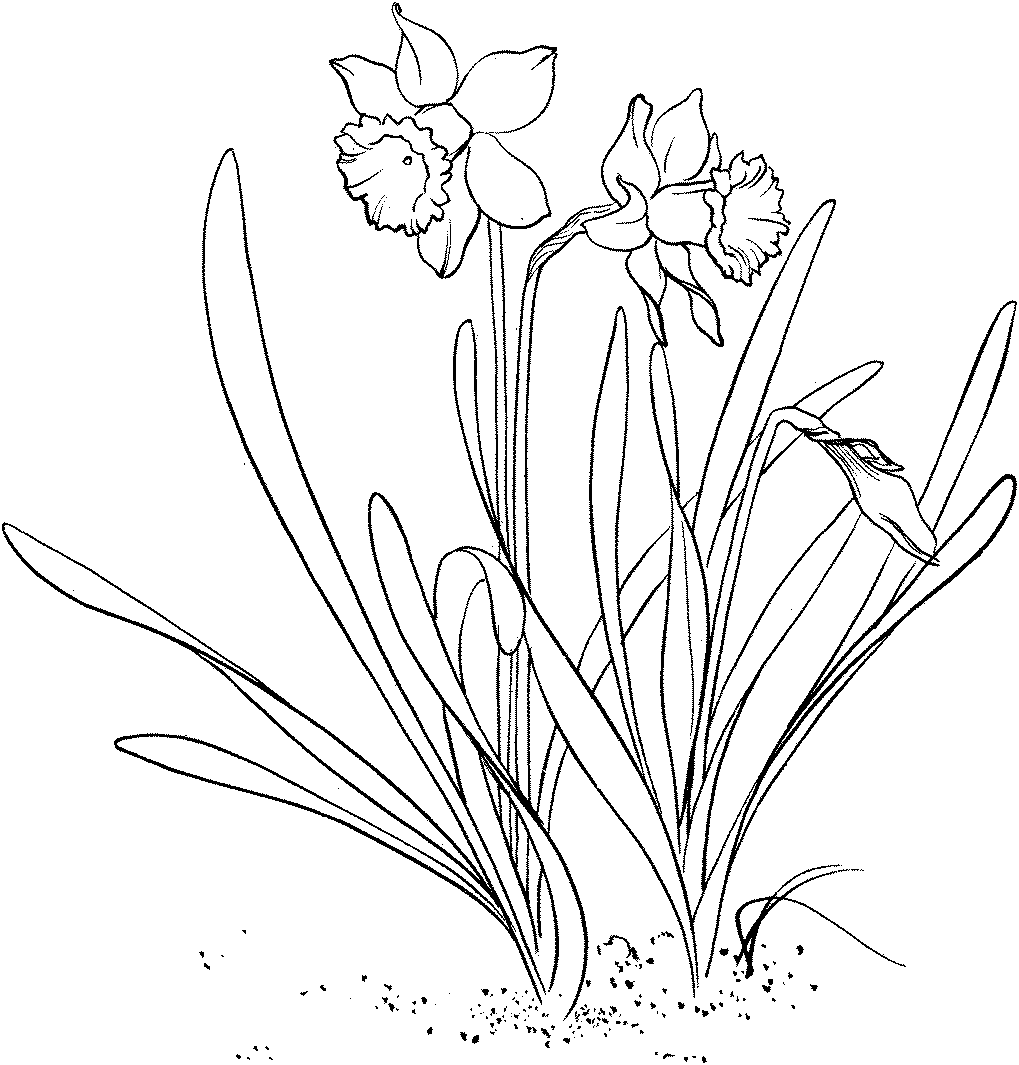 Adorable Daffodil Flower Coloring Page