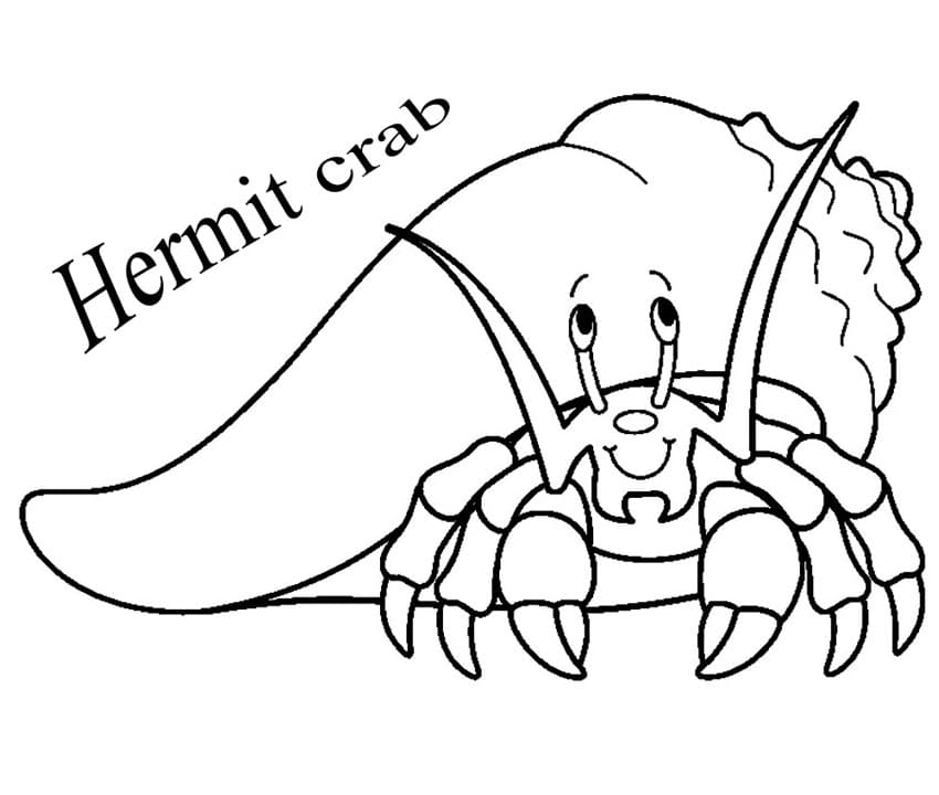 Adorable Hermit Crab
