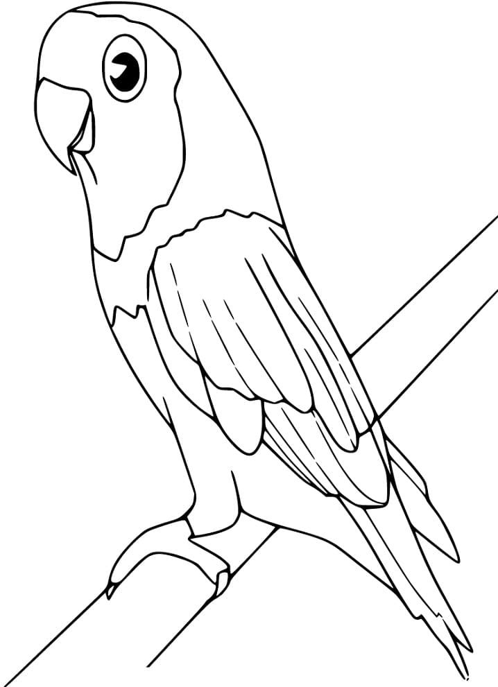 Adorable Parakeet