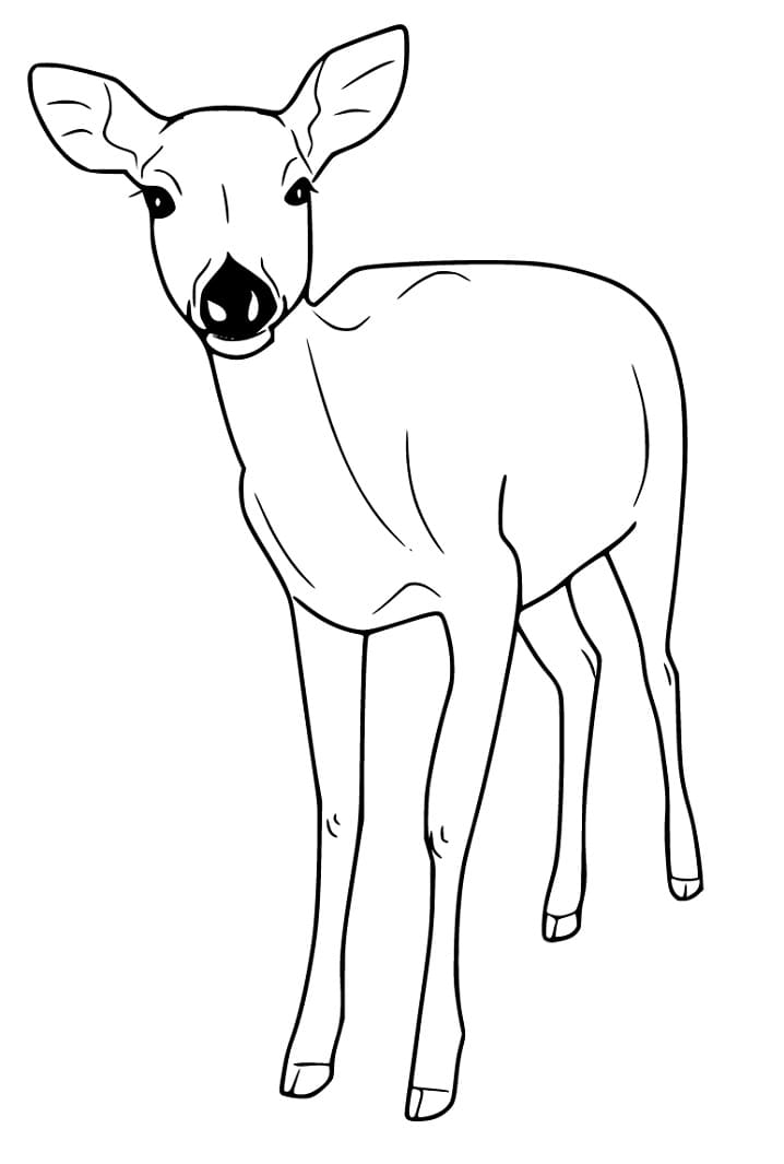 Adorable Red Deer