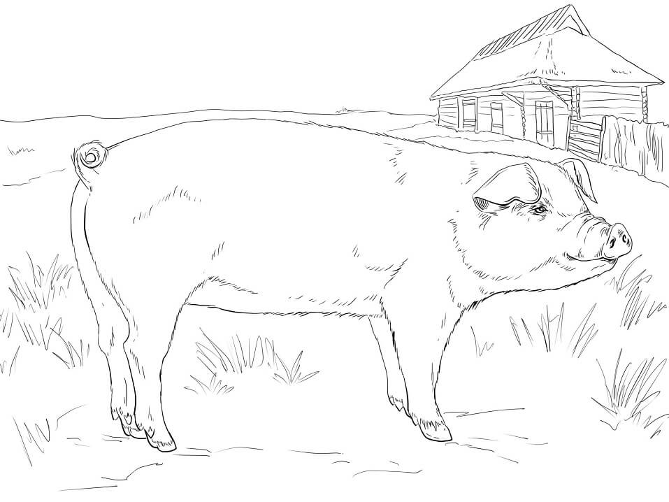 Adult Pig Coloring Page
