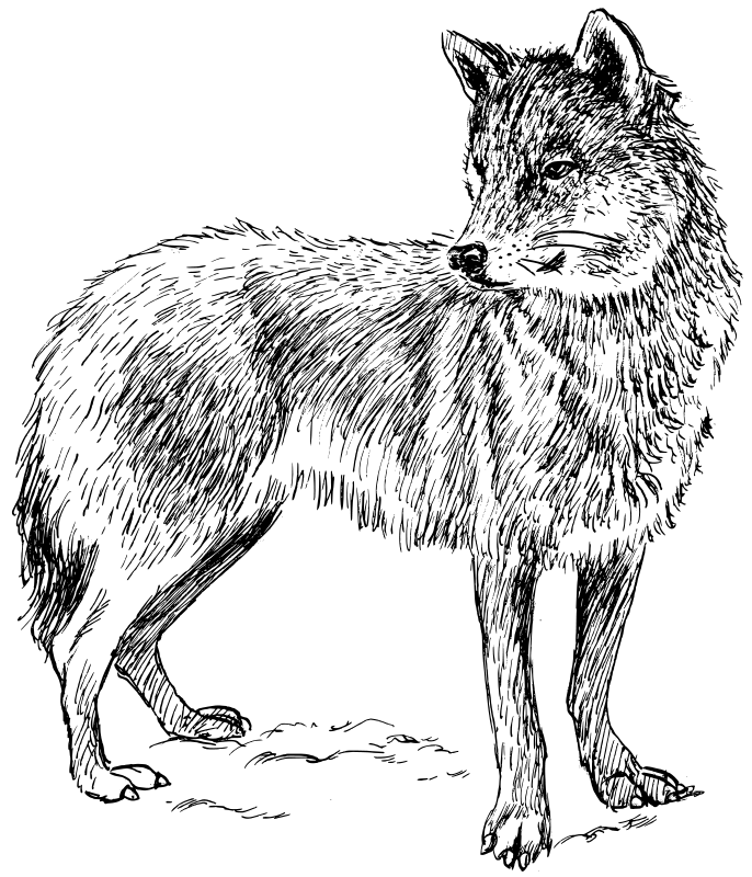 Adult Real Wolf Coloring Page