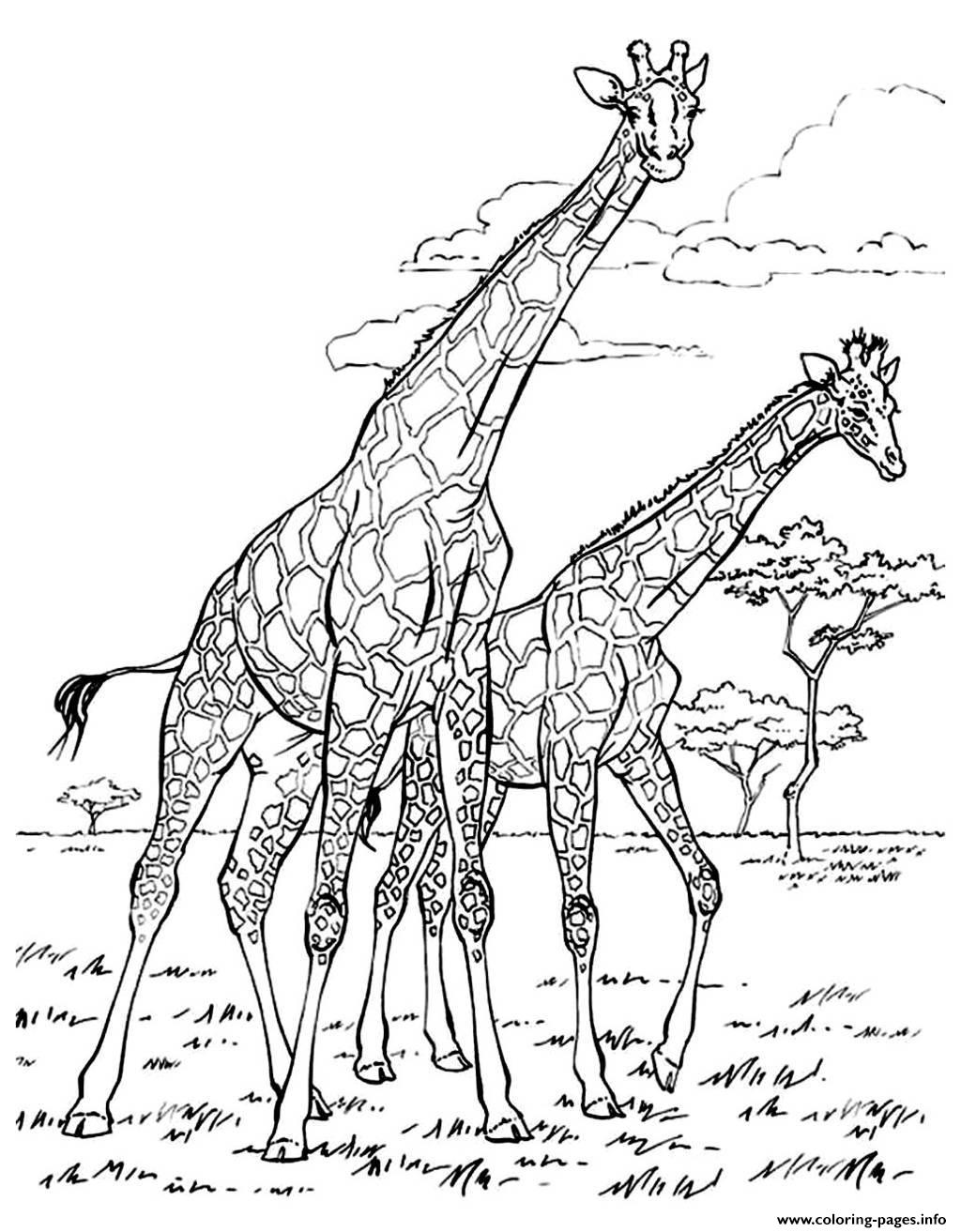 Africa Giraffes Coloring Page
