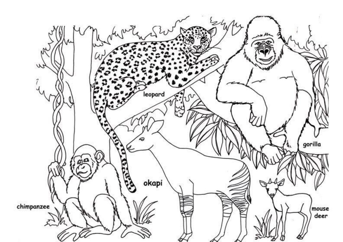 African Animal S Free20a205 Coloring Pages   Coloring Cool