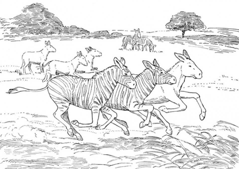 African Animal S Zebraa76f Coloring Page