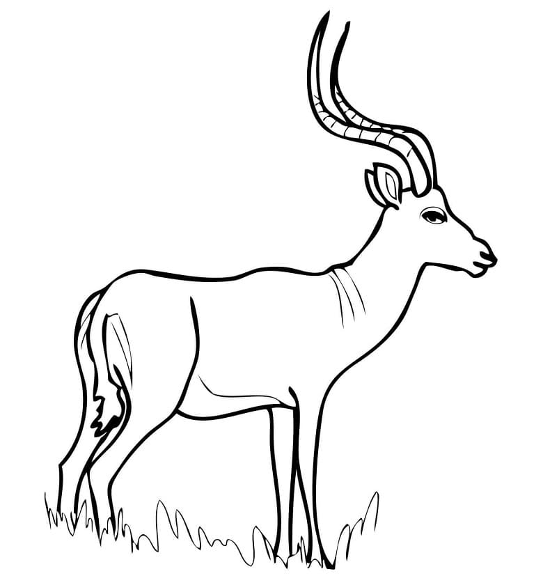 African Antelope Impala Coloring Page
