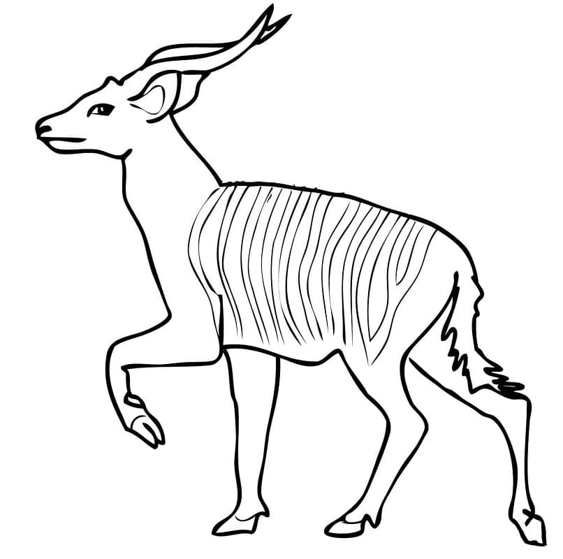 African Forest Antelope Bongo Coloring Page