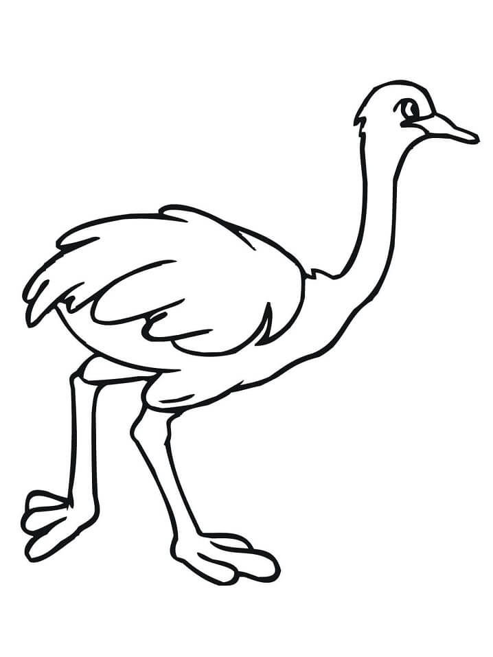 African Ostrich Coloring Page
