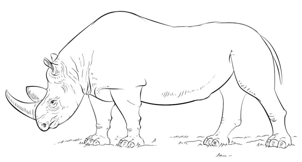 African Rhino Coloring Page
