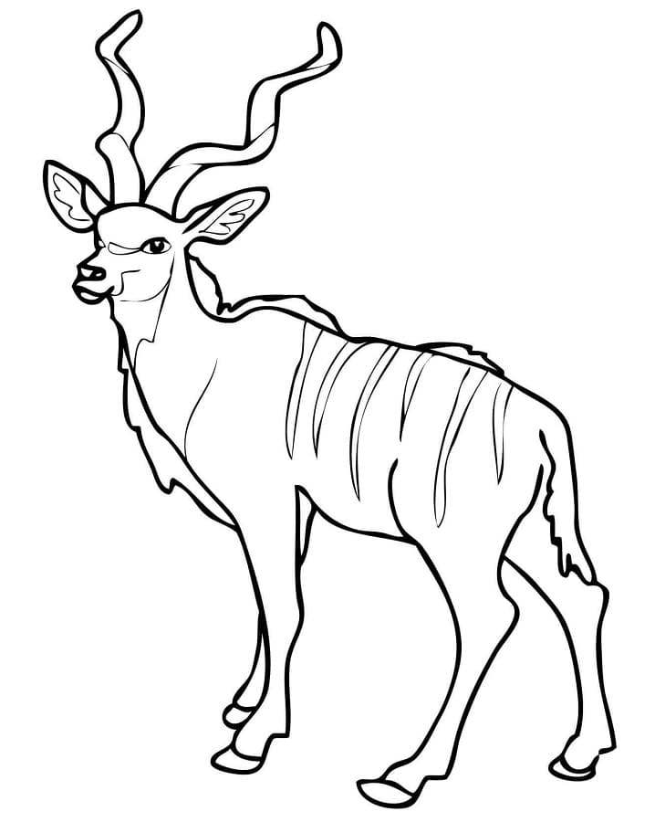 African Woodland Antelope Kudu Coloring Page