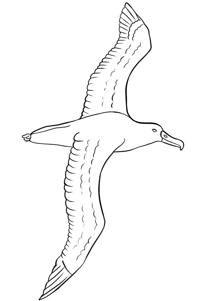 Albatross 2