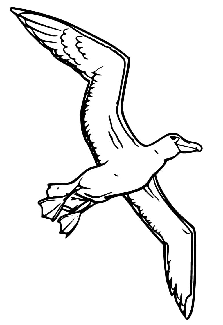 Albatross Printable