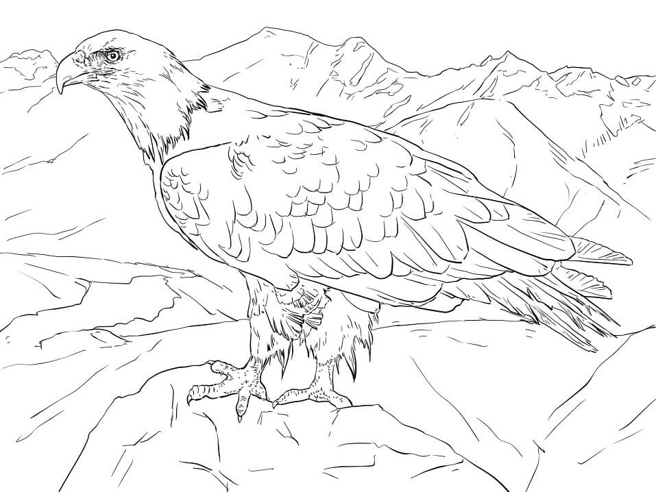 ald Eagle from Alaska Coloring Page
