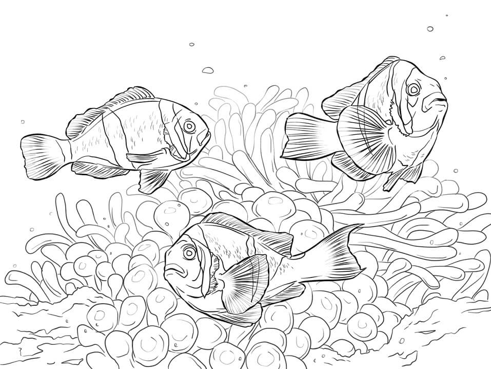 Allards Clownfishes Coloring Page