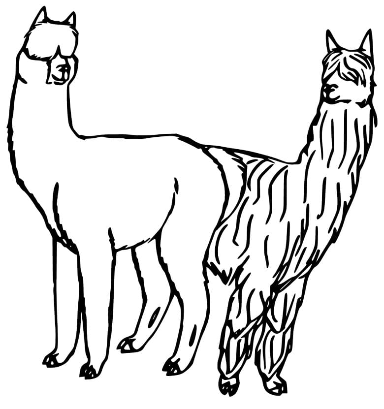 Alpaca and Llama Coloring Page