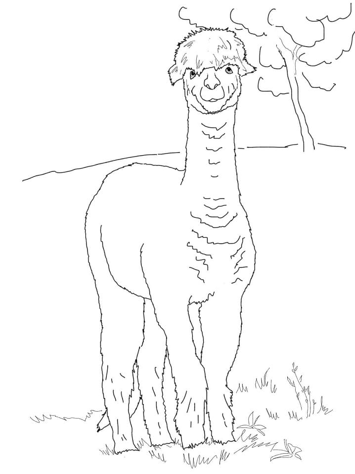 Alpaca in the Wild Coloring Page