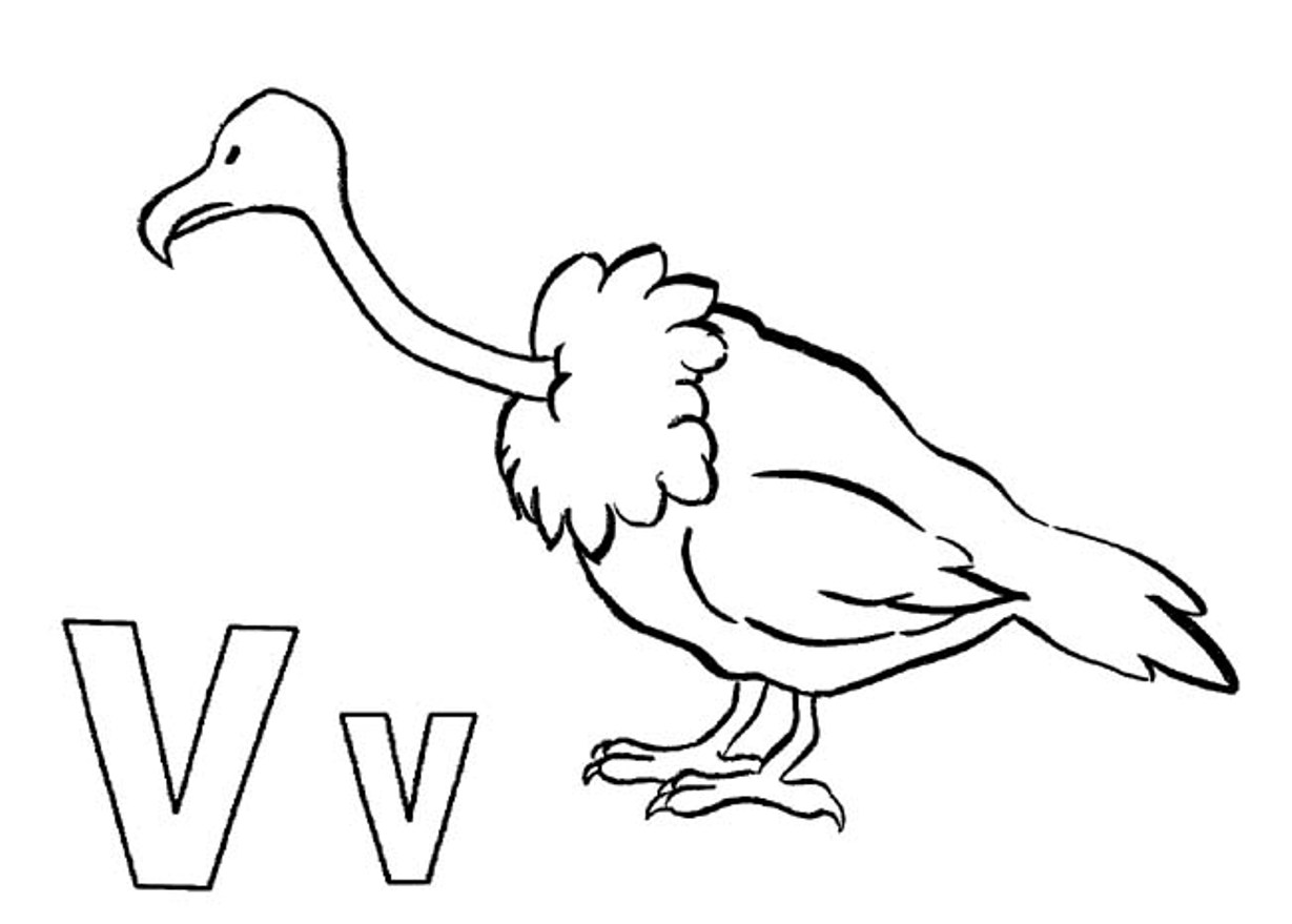Alphabet S Animal Vulture