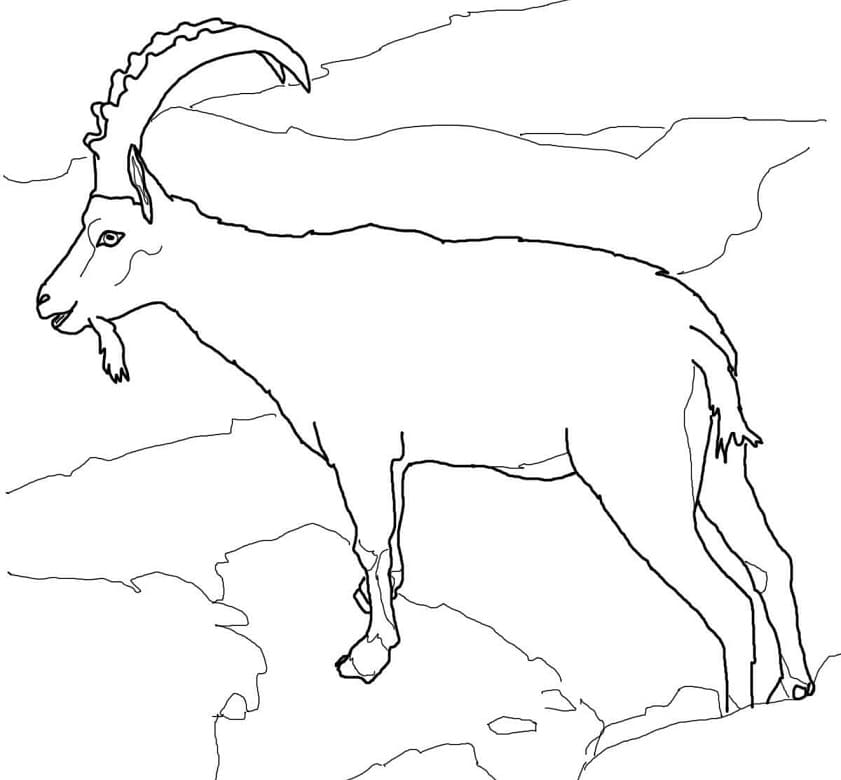 Alpine Ibex Coloring Page