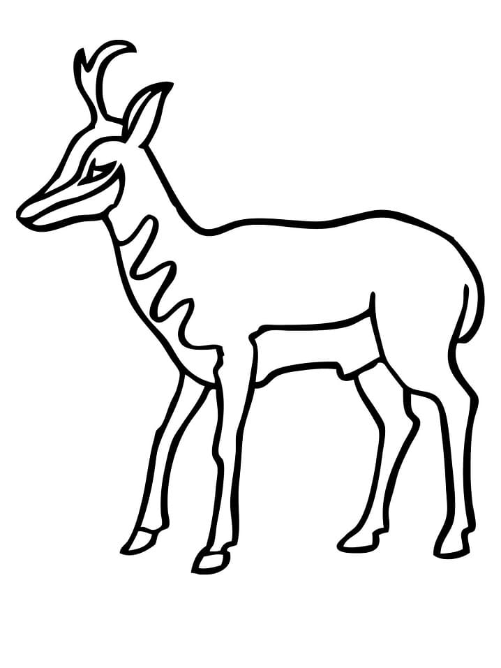 American Antelope Pronghorn