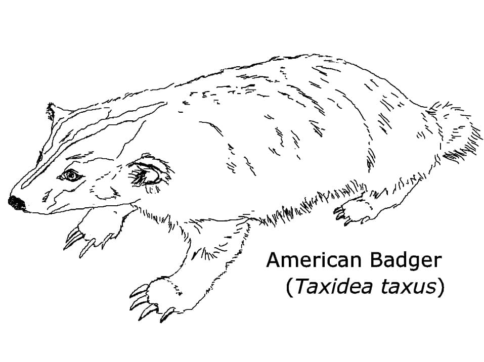 American Badger 1 Coloring Page