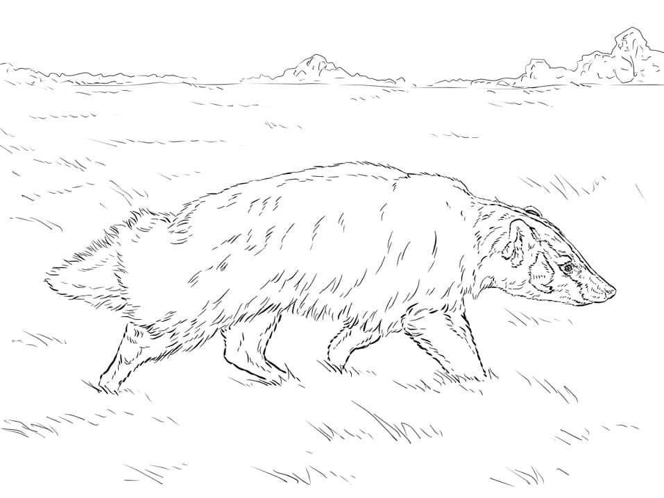 American Badger Coloring Page