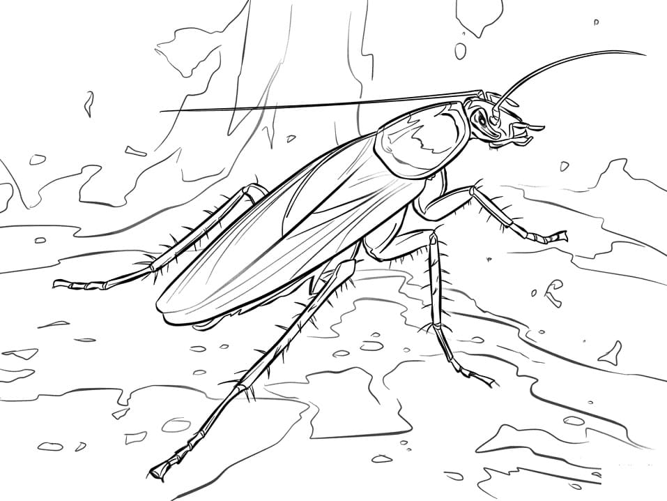 American Cockroach Coloring Page