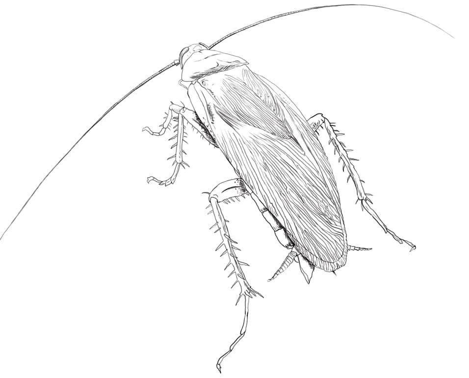 An American Cockroach Coloring Page