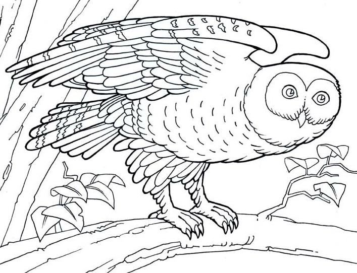 Animal Barn Owl S5551 Coloring Page
