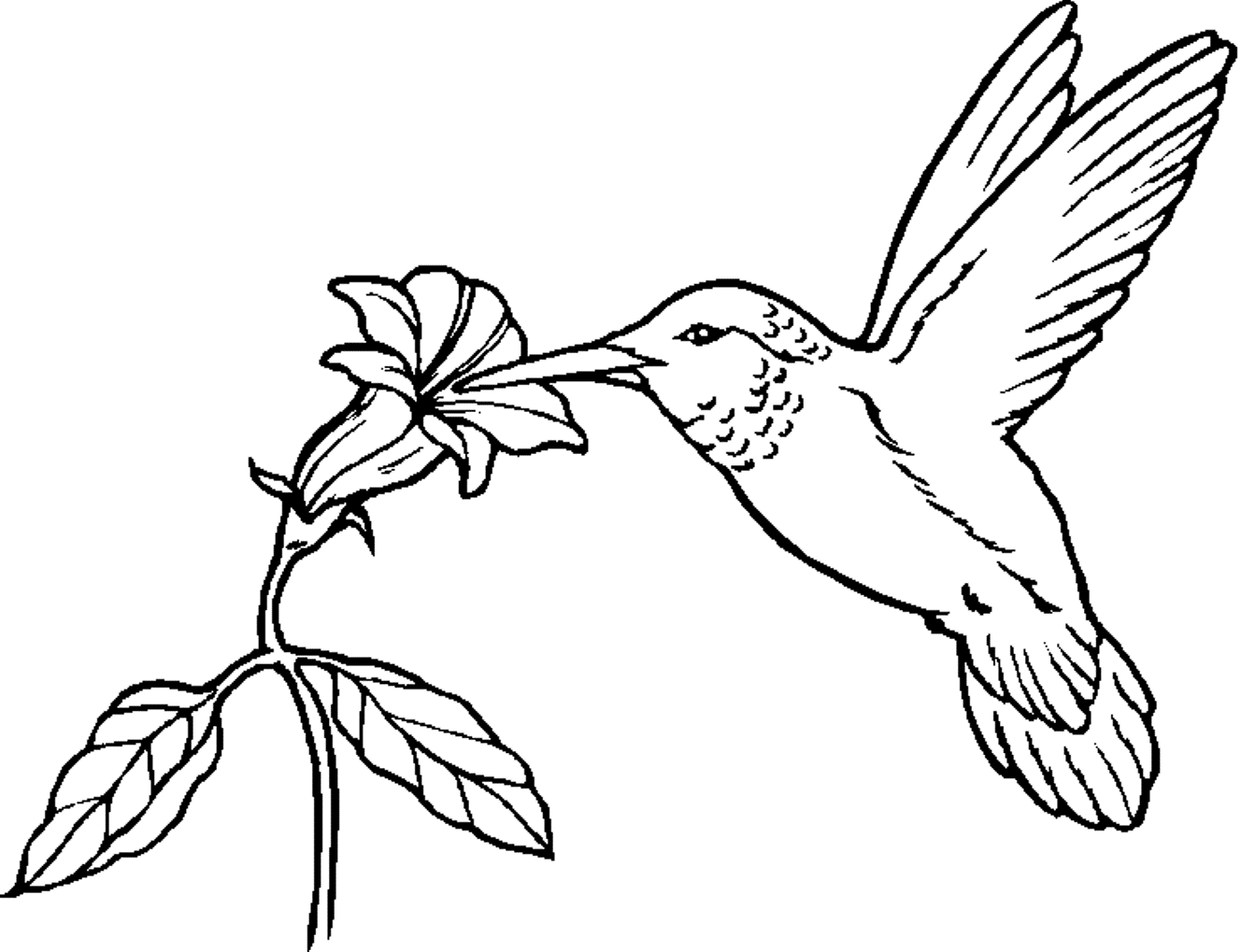 Animal Bird  Hummingbirdf7e6