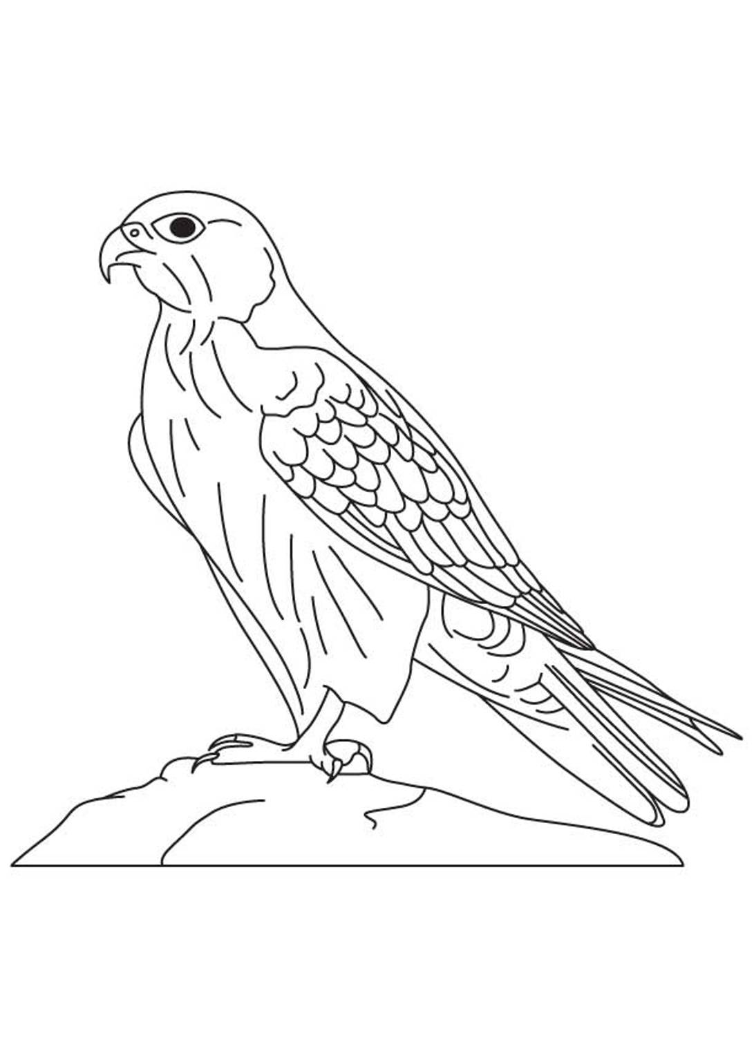 Animal Falcon Bird Coloring Page