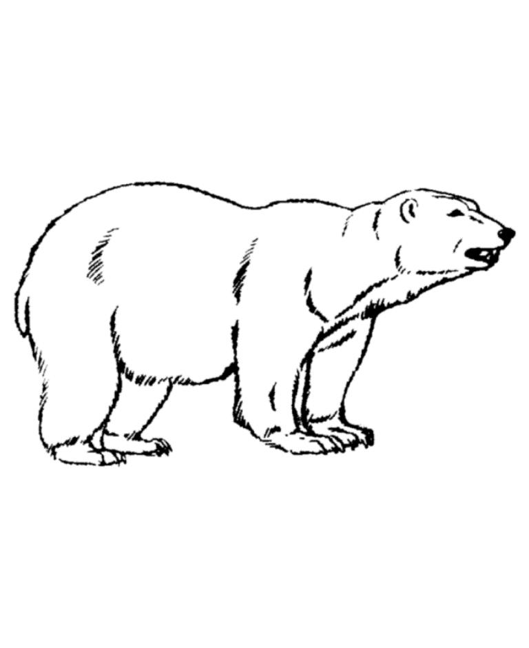 Animal Polar Bear Color Pages To Print58cb Coloring Page
