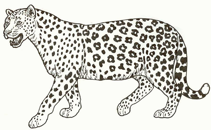 Animal S Of A Cheetah885b Coloring Page