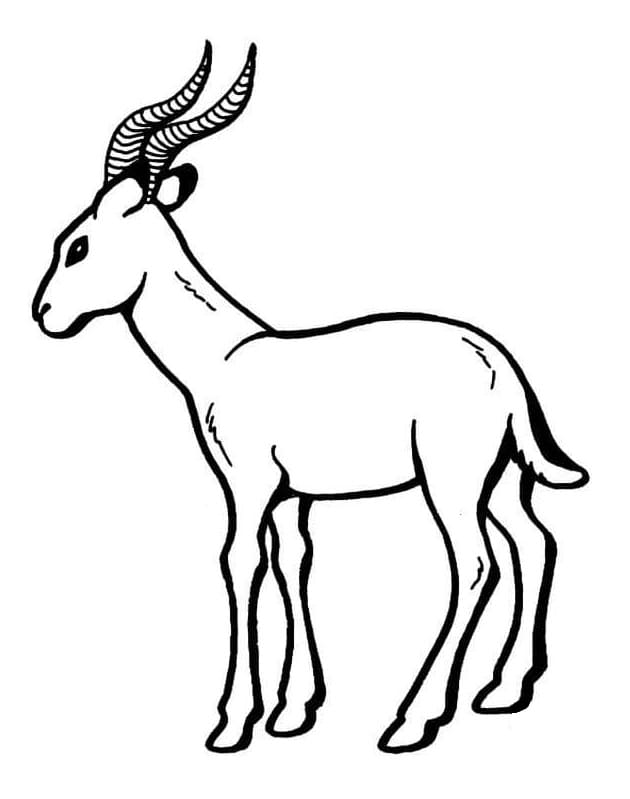 Antelope 1 Coloring Page