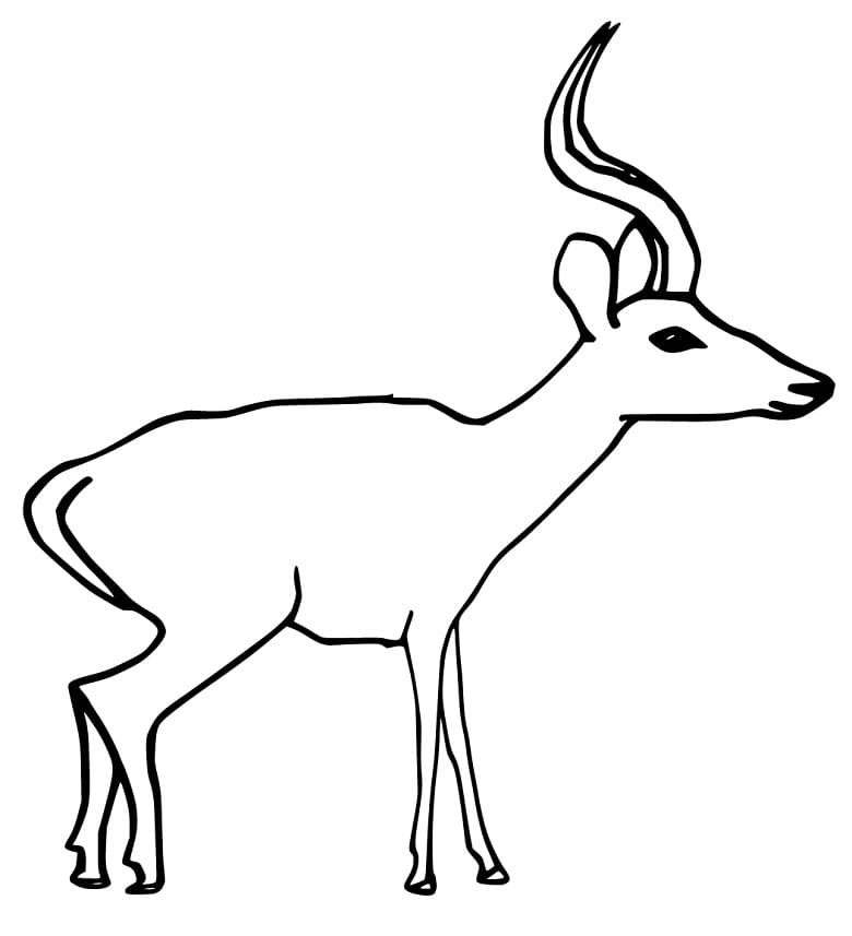 Antelope 4 Coloring Page